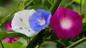 各色各样的牵牛花图片大全