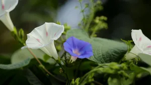各色各样的牵牛花图片大全_2