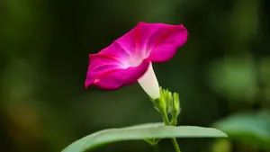 各色各样的牵牛花图片大全_3
