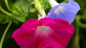 各色各样的牵牛花图片大全_4