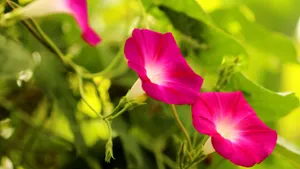 各色各样的牵牛花图片大全_5