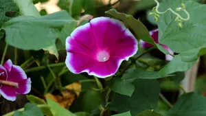 各色各样的牵牛花图片大全_6