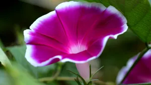 各色各样的牵牛花图片大全_7
