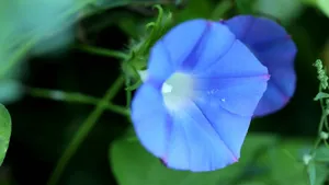 各色各样的牵牛花图片大全_8
