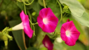 各色各样的牵牛花图片大全_9