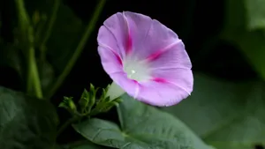 各色各样的牵牛花图片大全_10