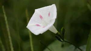 各色各样的牵牛花图片大全_11