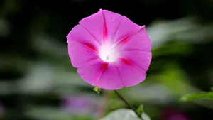 各色各样的牵牛花图片大全_12
