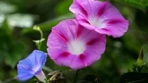 各色各样的牵牛花图片大全_13