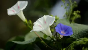各色各样的牵牛花图片大全_15