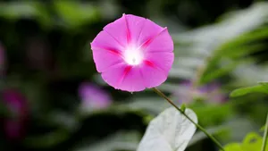 各色各样的牵牛花图片大全_18