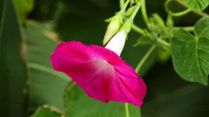 各色各样的牵牛花图片大全_19