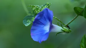 各色各样的牵牛花图片大全_20