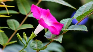 各色各样的牵牛花图片大全_21