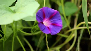 各色各样的牵牛花图片大全_22