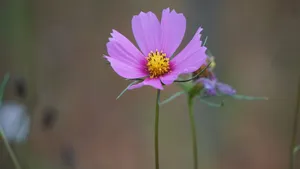 格桑花图片壁纸