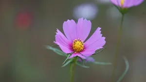 格桑花图片壁纸_2