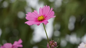 格桑花图片壁纸_3