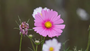 格桑花图片壁纸_4