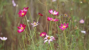 格桑花图片壁纸_6