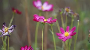 格桑花图片壁纸_7