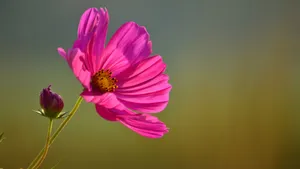 格桑花图片壁纸_8
