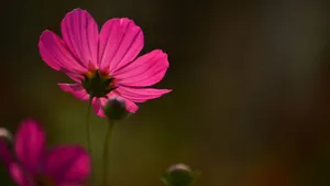 格桑花图片壁纸_9