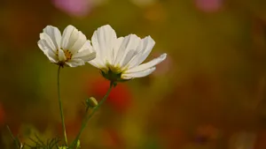 格桑花图片壁纸_10
