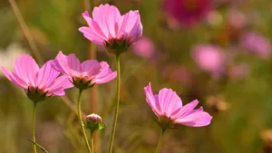 格桑花图片壁纸_11
