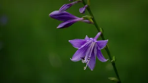百合科紫玉簪图片_2