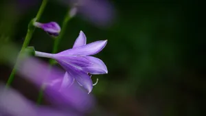 百合科紫玉簪图片_3