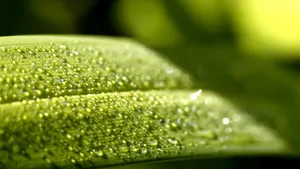 绿叶小草晶莹剔透的水滴壁纸_2