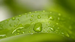 绿叶小草晶莹剔透的水滴壁纸_3