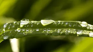 绿叶小草晶莹剔透的水滴壁纸_4