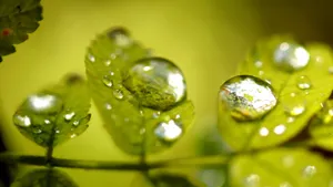 绿叶小草晶莹剔透的水滴壁纸_5