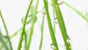 绿叶小草晶莹剔透的水滴壁纸_6