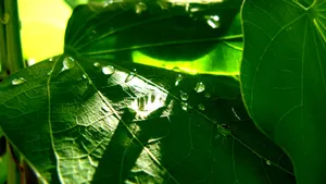 绿叶小草晶莹剔透的水滴壁纸_7