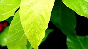 绿叶小草晶莹剔透的水滴壁纸_9
