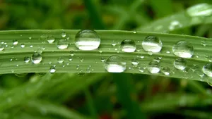 绿叶小草晶莹剔透的水滴壁纸_11