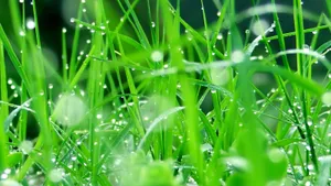 绿叶小草晶莹剔透的水滴壁纸_13