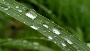 绿叶小草晶莹剔透的水滴壁纸_15
