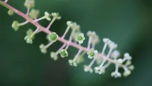 草本植物商路图片壁纸_2