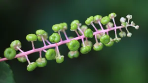 草本植物商路图片壁纸_3