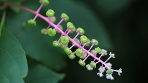 草本植物商路图片壁纸_4
