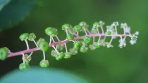 草本植物商路图片壁纸_5