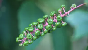 草本植物商路图片壁纸_6