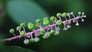 草本植物商路图片壁纸_7