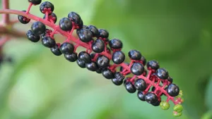 草本植物商路图片壁纸_9