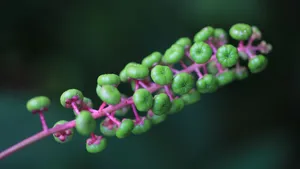 草本植物商路图片壁纸_11