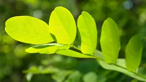 护眼绿叶桌面壁纸_15